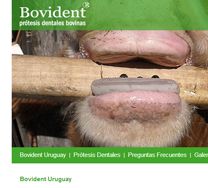 www.bovident.com.uy